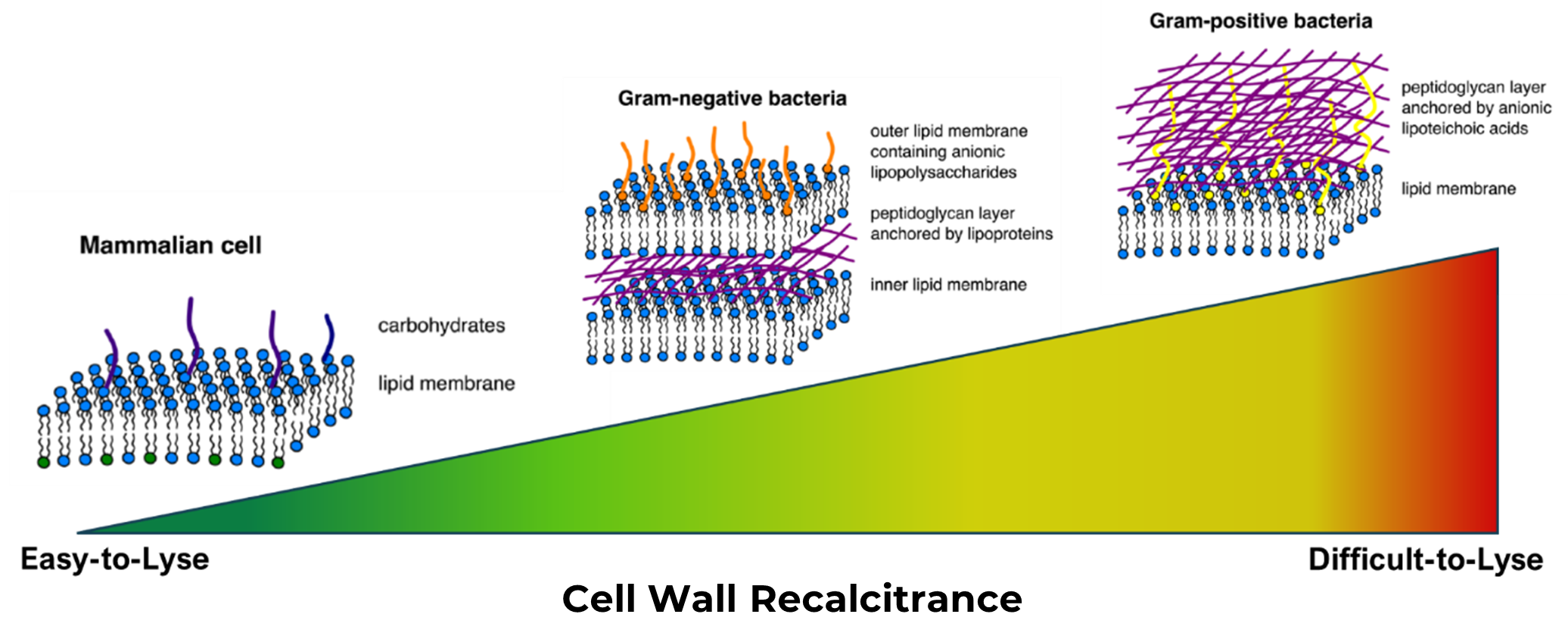 Image showing different cell walls and membranes in increasing order of toughness from soft mammalian cell membranes to tough gram-positive bacterial cells.