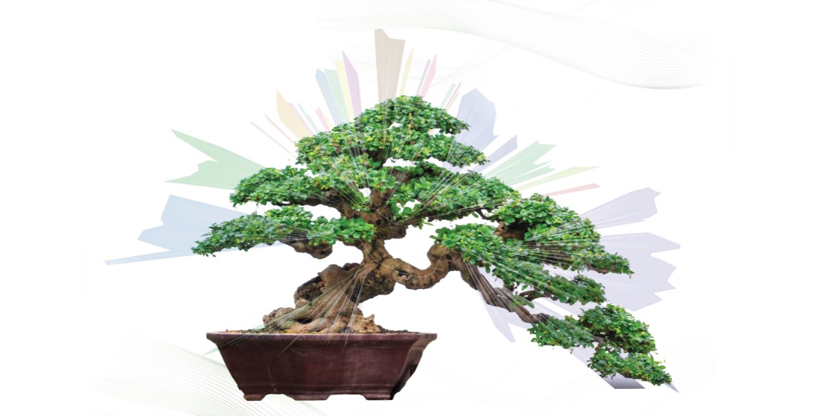 Close-up of a Bonsai tree with meticulously shaped branches, sitting in a small decorative pot