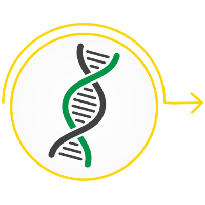 DNA strand