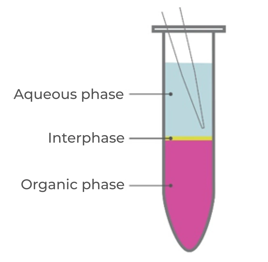 Figure 1. At the beginning of purification, the acidic solution is added to lyse the sample, then centrifuged, separating the resulting mixture into three distinct phases: aqueous, interphase, and organic, from top-to-bottom. The RNA stays in the upper aqueous phase, while DNA and proteins remain in the lower two phases, along with cellular debris.