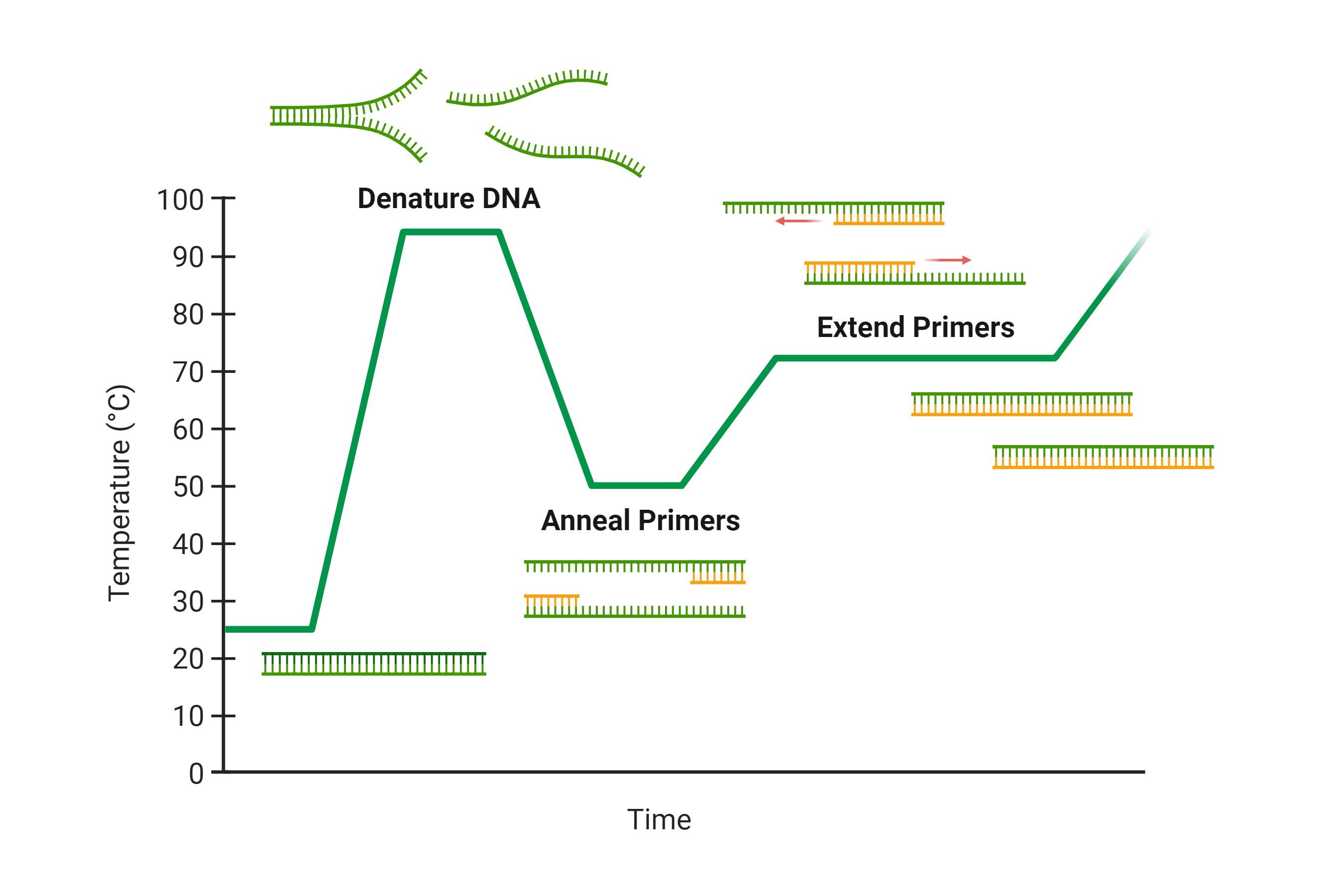 Diagram of the general steps of a PCR cycle which include denaturation of the DNA strand, annealing of specific primers to the template strand, and elongation of the new strand by DNA polymerase as well as the corresponding temperatures of each of these steps.