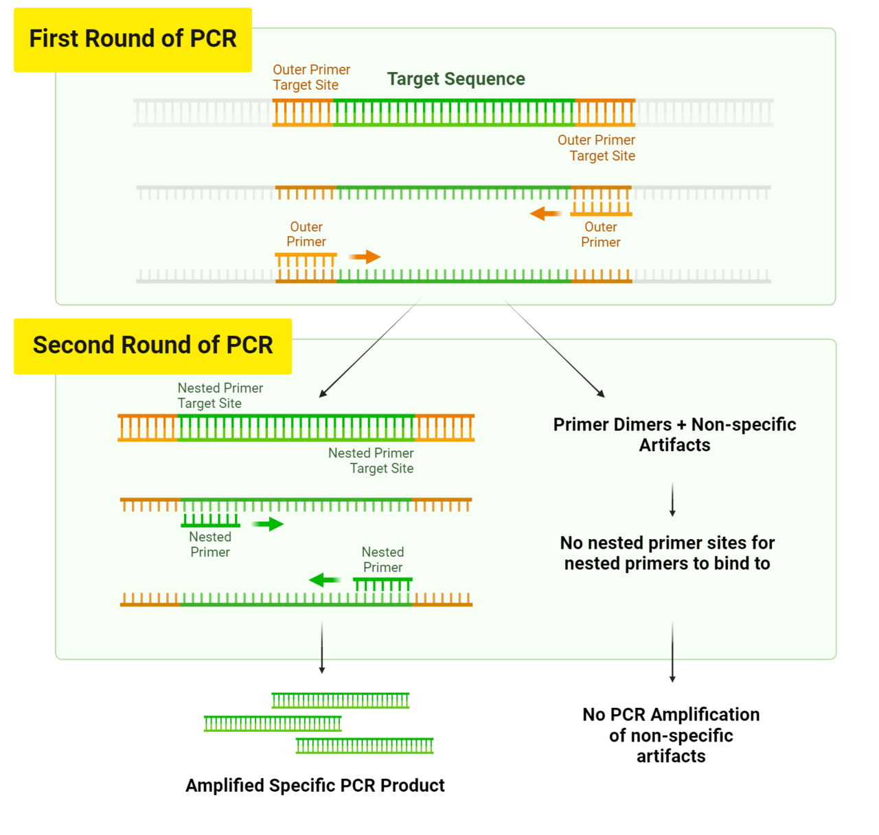 Diagram showing how the two primer sets used in nested PCR enables PCR amplification of low-input samples or samples that require increased specificity.