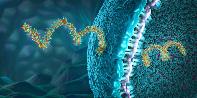 An illustration showing strands of ribonucleic acid (RNA)