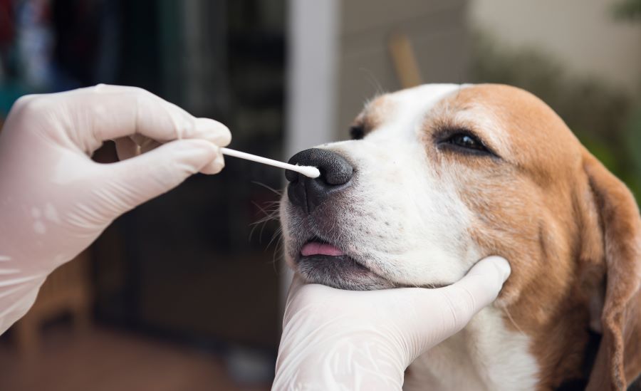 A person swabbing a dog's nose