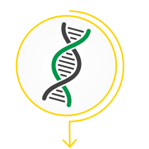 DNA strand on a white background