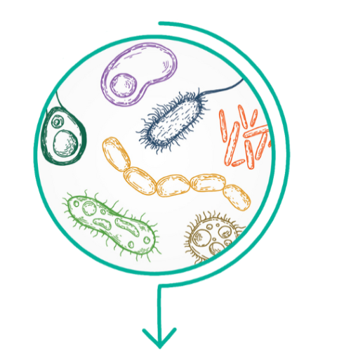 Colorful microbes on a white background