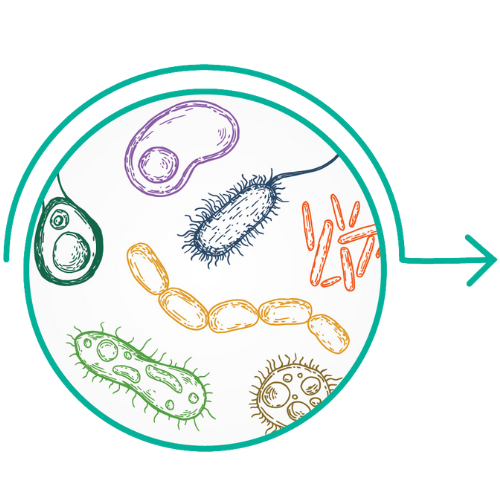 Colorful microbes on a white background