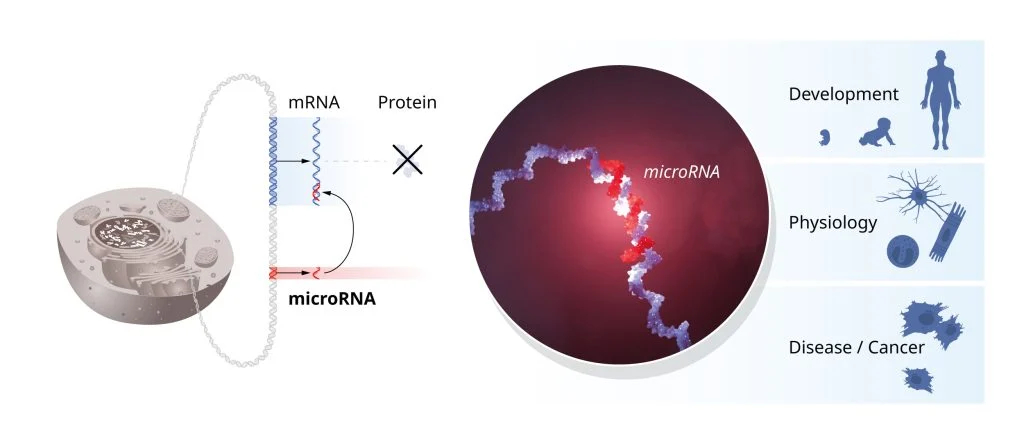 microRNAs’ role in gene regulation.