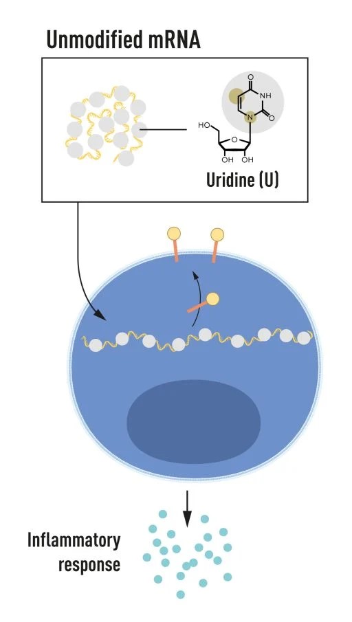 mRNA modification and its effect on inflammatory response.