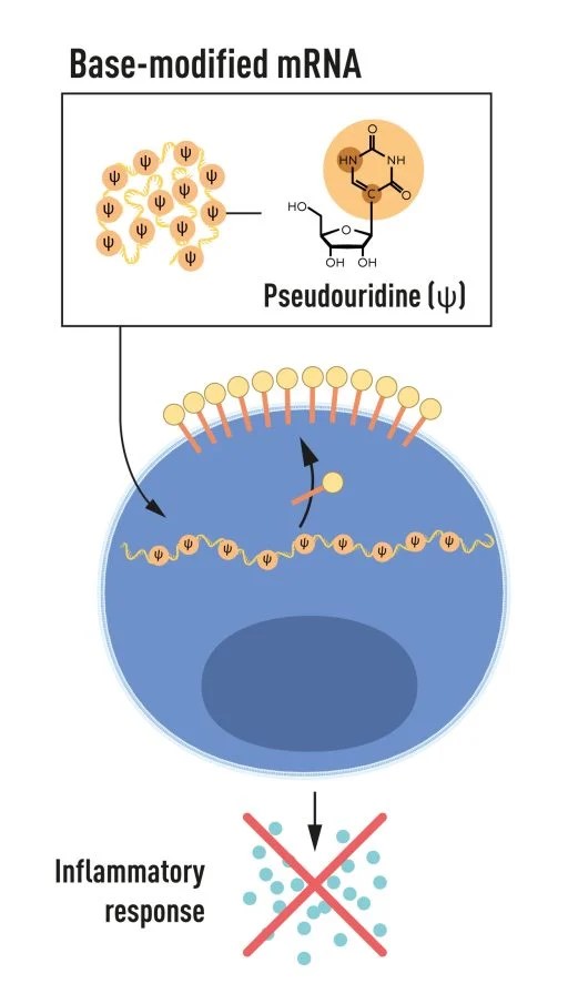 mRNA modification and its effect on inflammatory response.