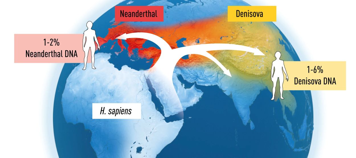 Pääbo's discoveries on human migration and gene flow.