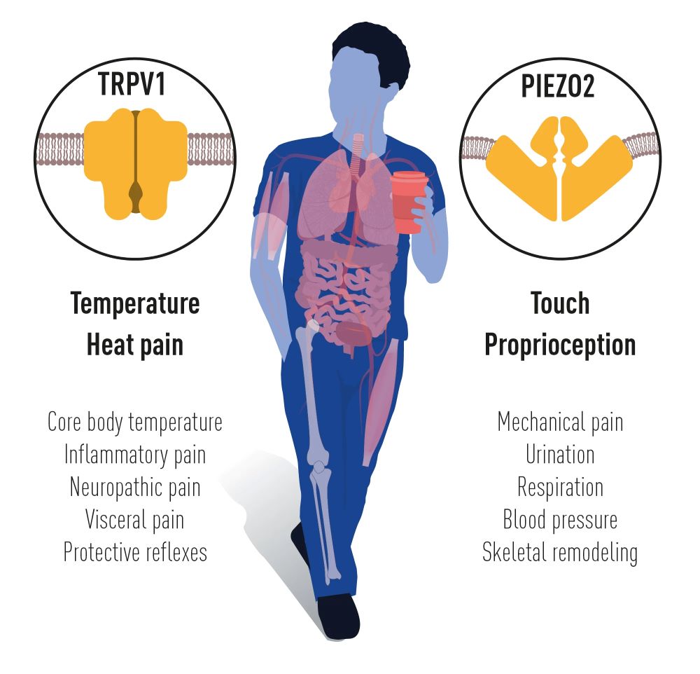 The receptors discovered by David Julius and Ardem Patapoutian and the physiological processes they affect.