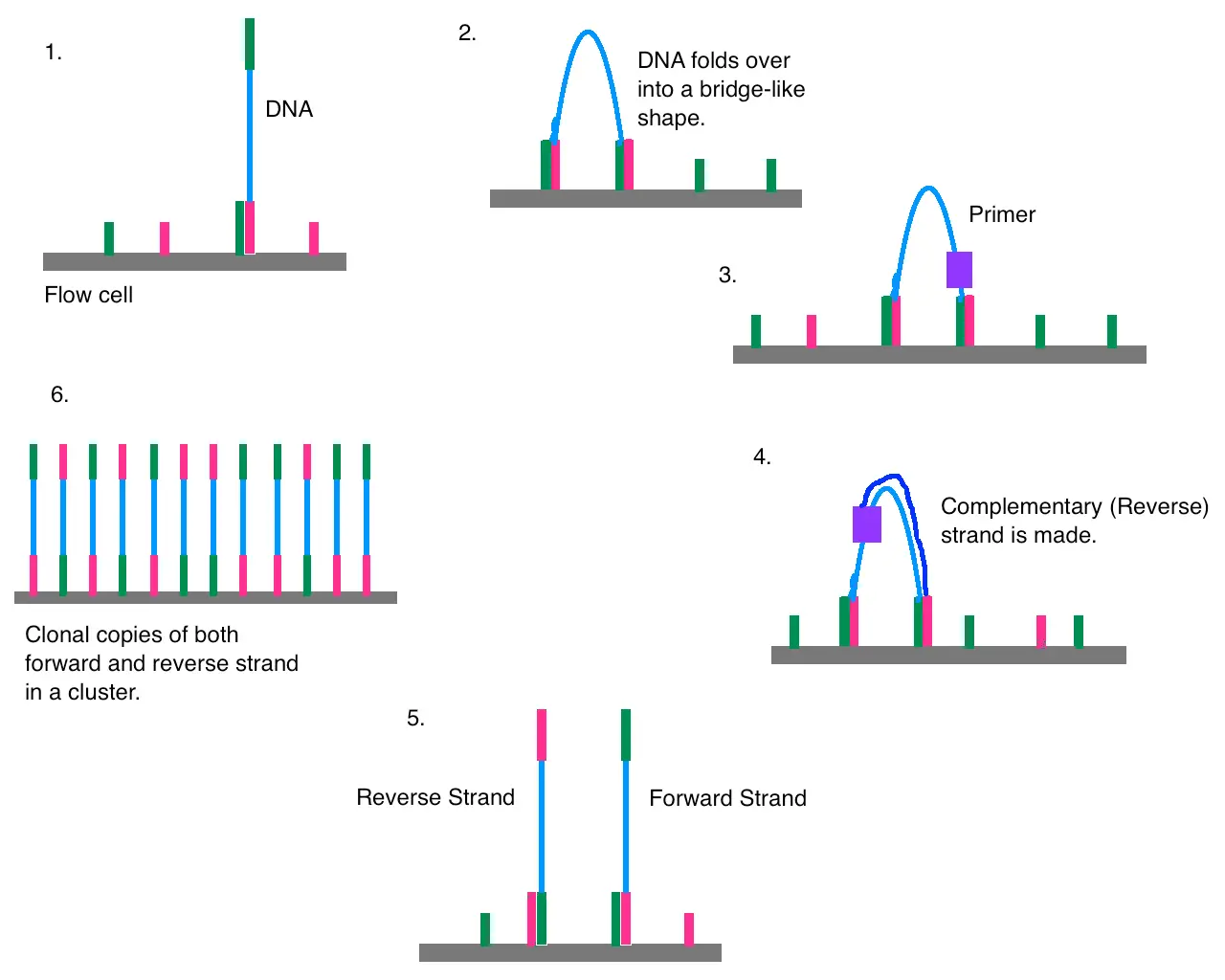 A diagram of DNA strand, detail below