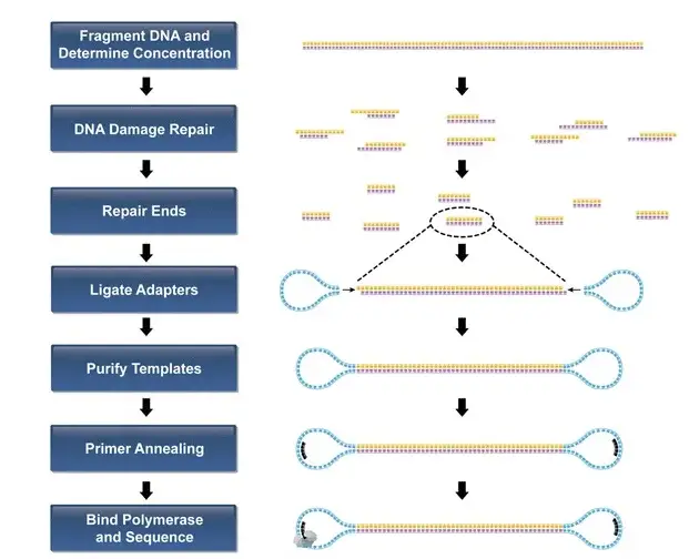 A diagram of fragment DNA strand, details below