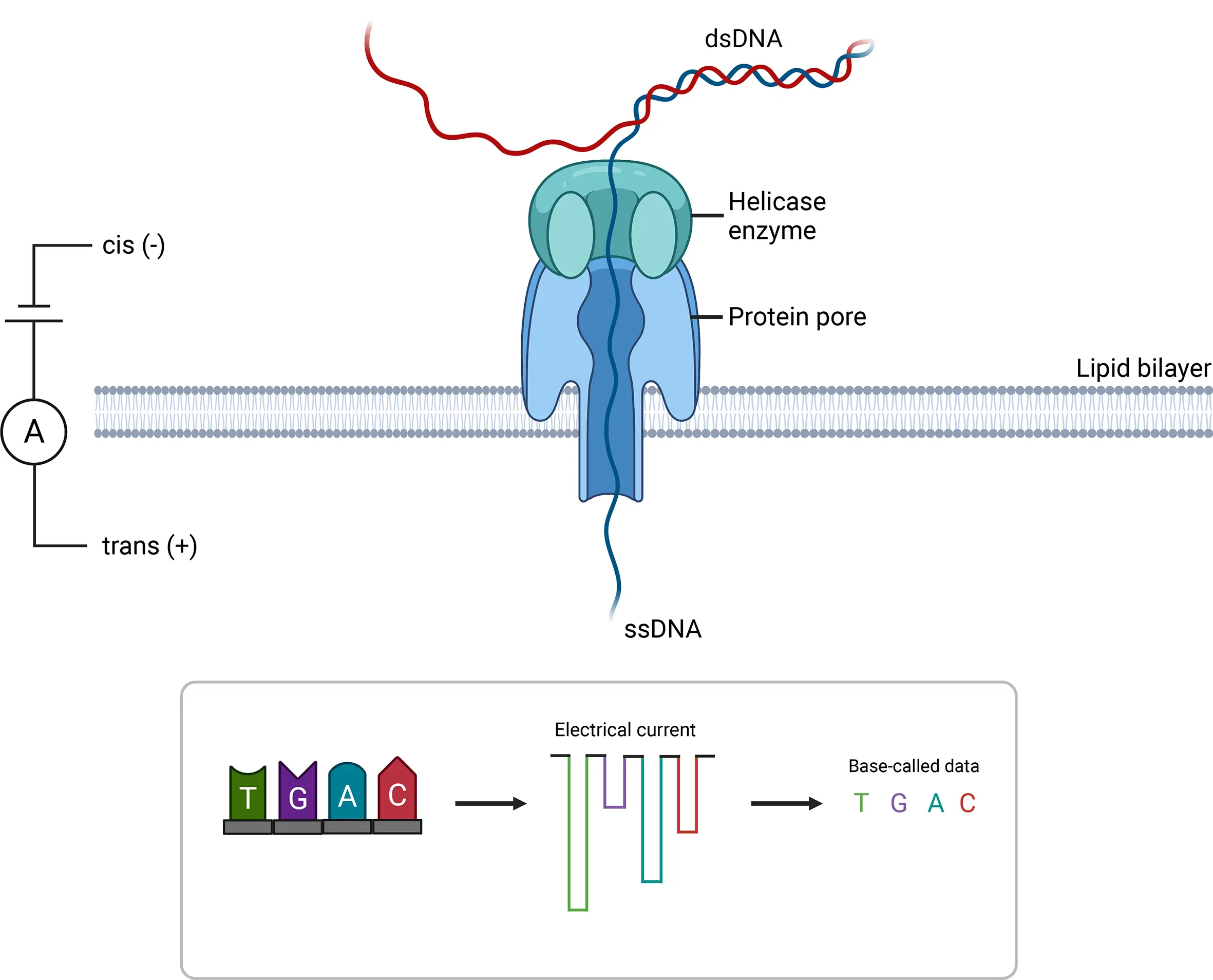 Diagram of a cell line, details below