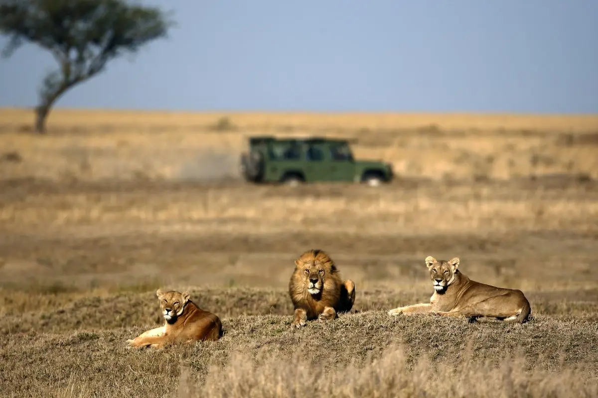 Lion and lionesses in the savannah with land rover and acacia tree on slightly blurred background.