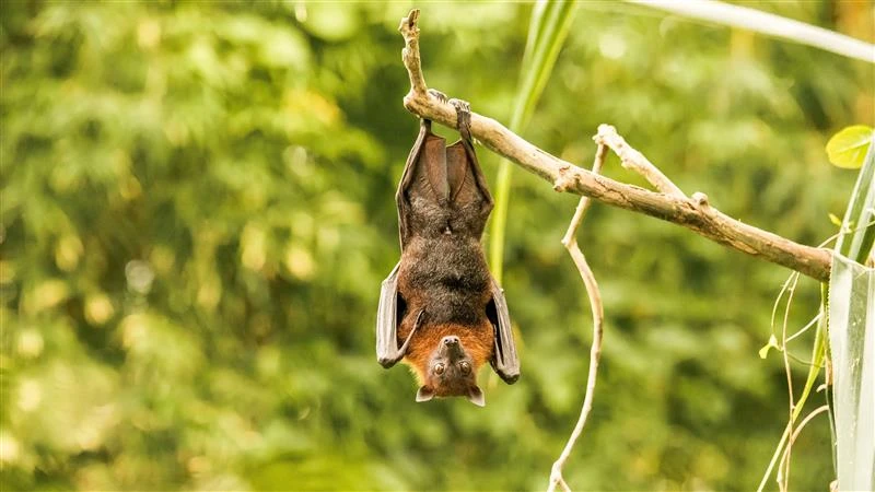 A close-up shot of a bat, hanging upside down. 