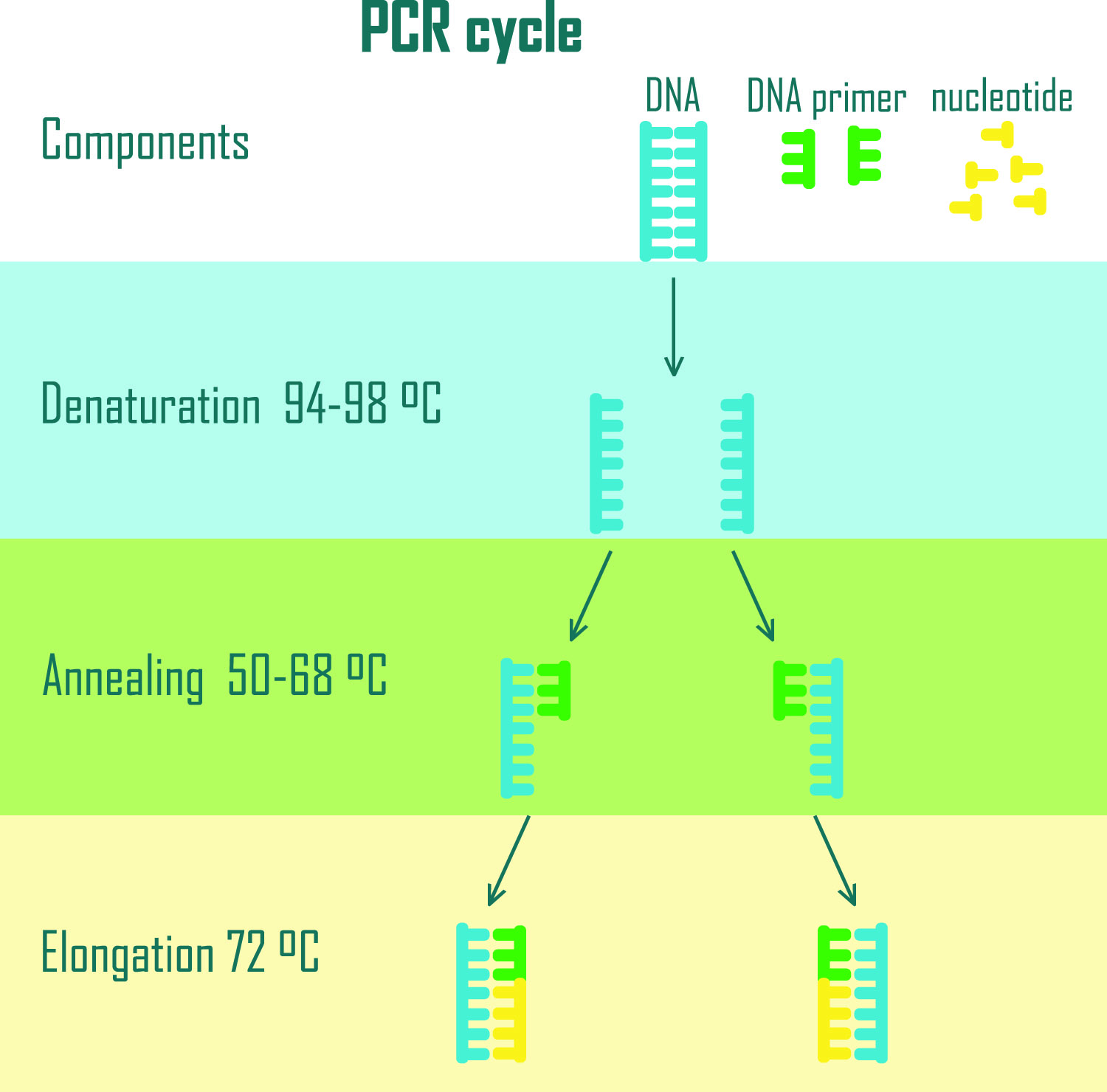 Diagram of the general steps of a PCR cycle which include denaturation of the DNA strand, annealing of specific primers to the template strand, and elongation of the new strand by DNA polymerase.