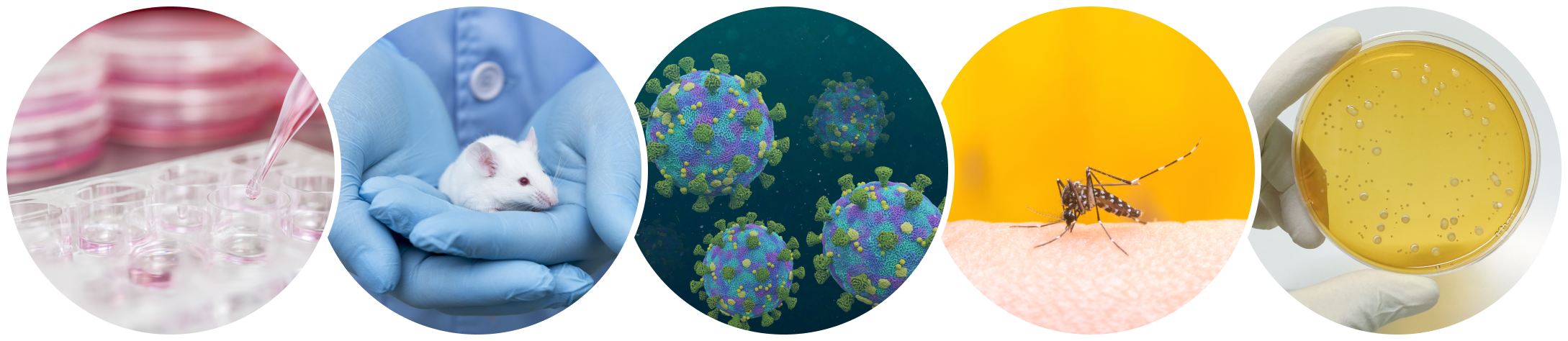 Common Sample types include cell culture, animal tissue, virus, pathogen (insect), and bacteria.