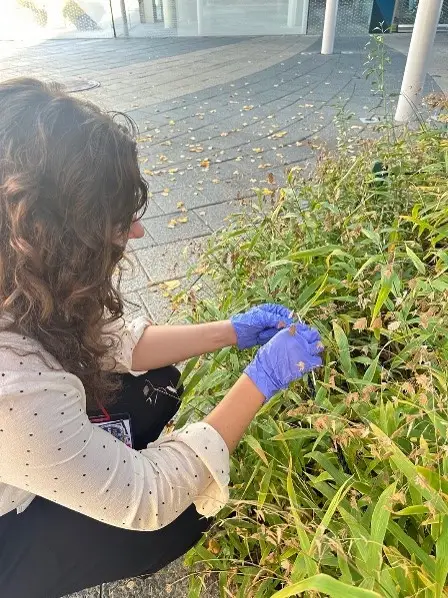 A woman with curly hair, wearing a light-colored blouse with polka dots and blue gloves, is kneeling beside a patch of grass and small plants. She is focused on examining the vegetation in an outdoor setting with a modern building visible in the background
