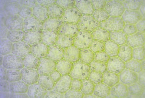 Picture of cells