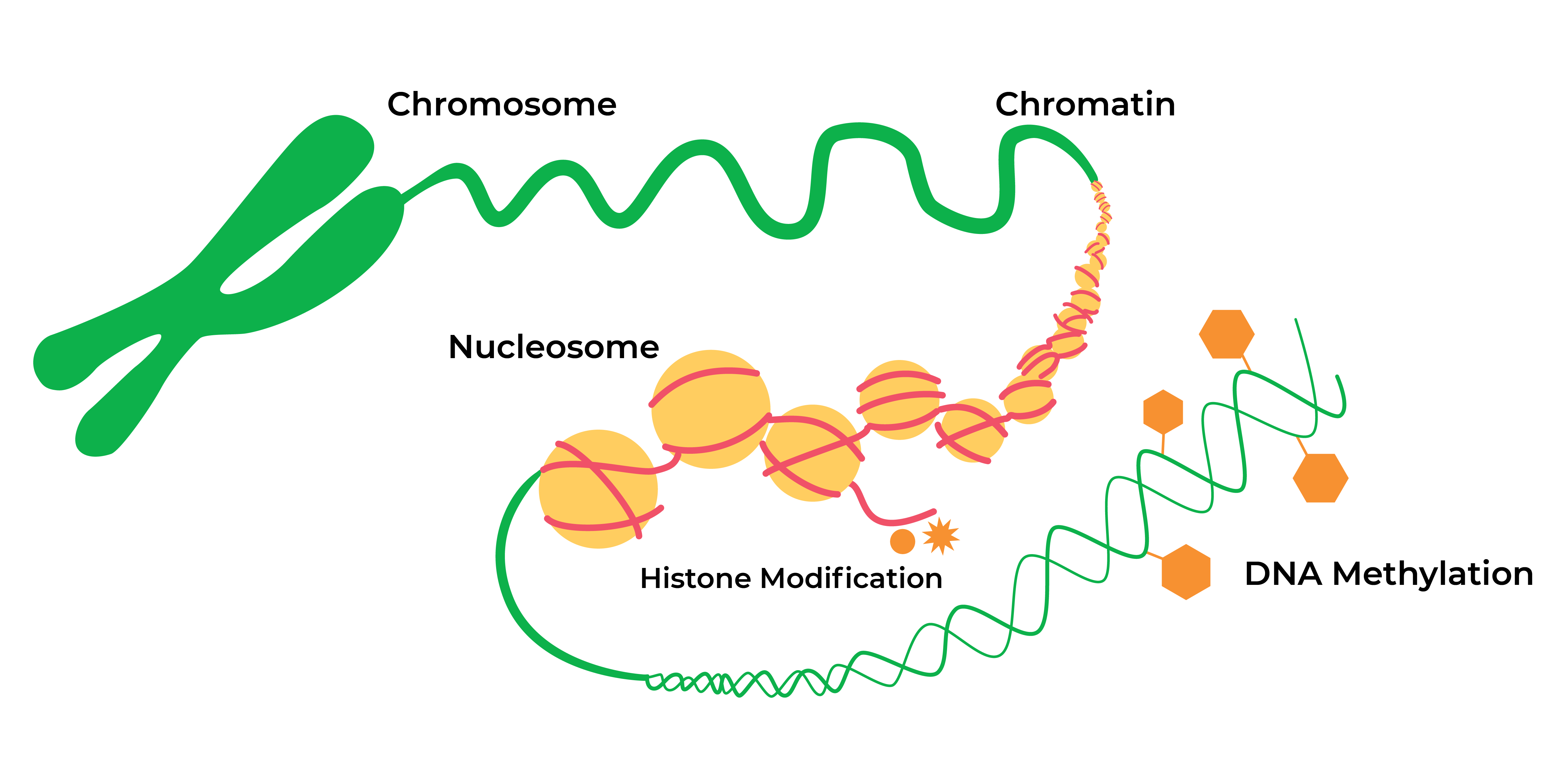 Figure showing a chromosome, chromatin, nucleosome, and dna methylation.