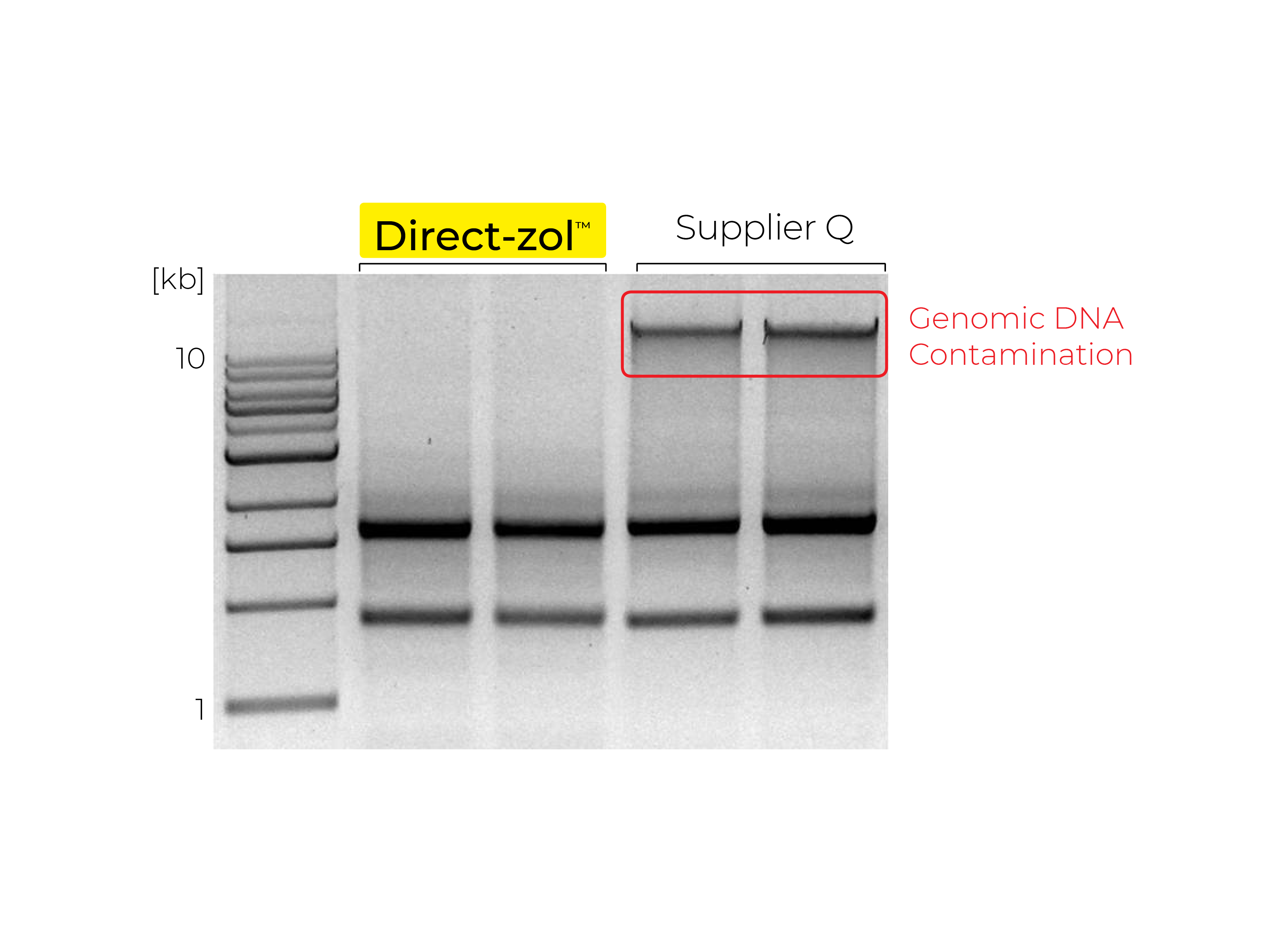 DNA contamination is seen as a high molecular weight band or smear from TRIzol samples
                extracted with a Supplier Q kit
