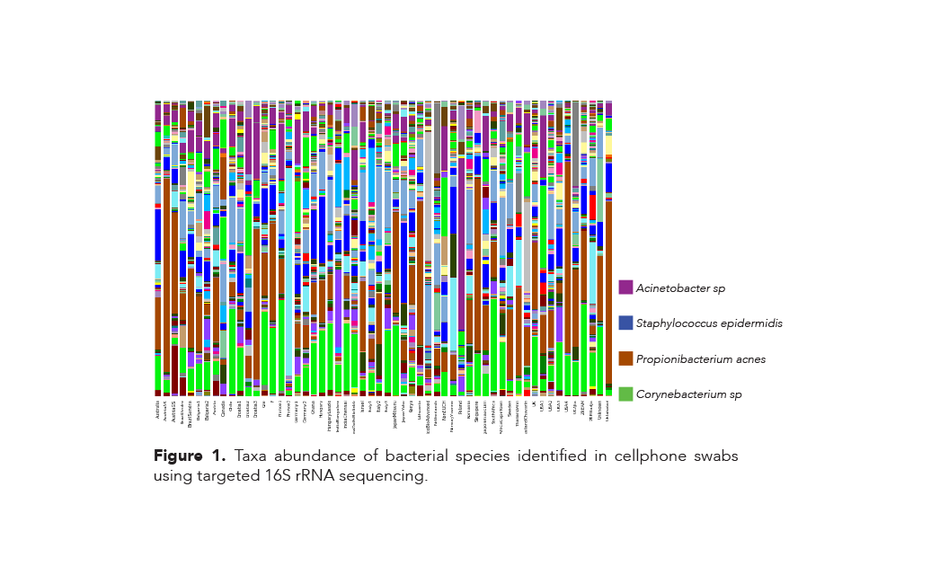bacterial species identified in cellphone