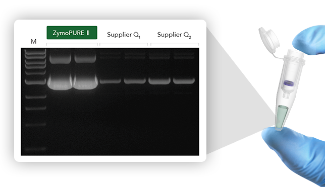Scientist holding Pipite with results