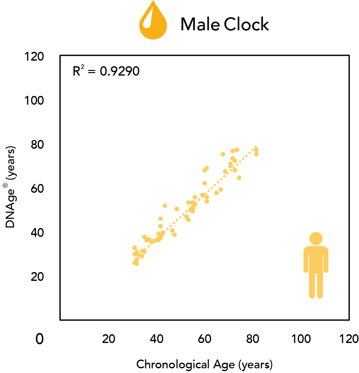 Urine DNAge of male clock showing correlation between DNAge and Chronological Age