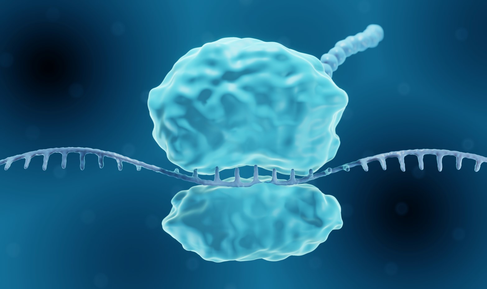 3D illustration of protein translation showing a ribosome on a strand of mRNA and protein synthesis