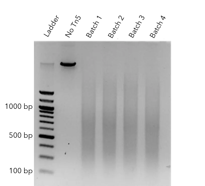 Endura Tn5 Transposase - Batch-to-Batch Consistency Graph