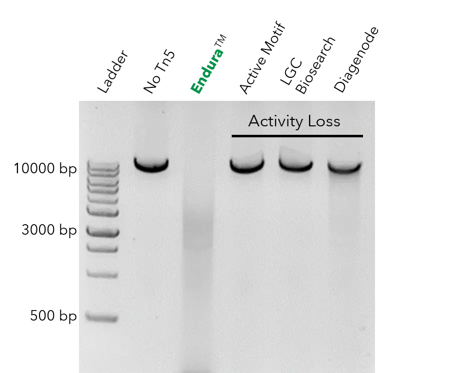 Endura Tn5 Transposase - Most Stable Tn5 Transposase Graph