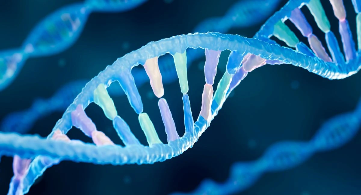 A Nucleotides-DNA
