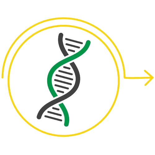 A strand of DNA in a circle with an arrow pointing to the next step