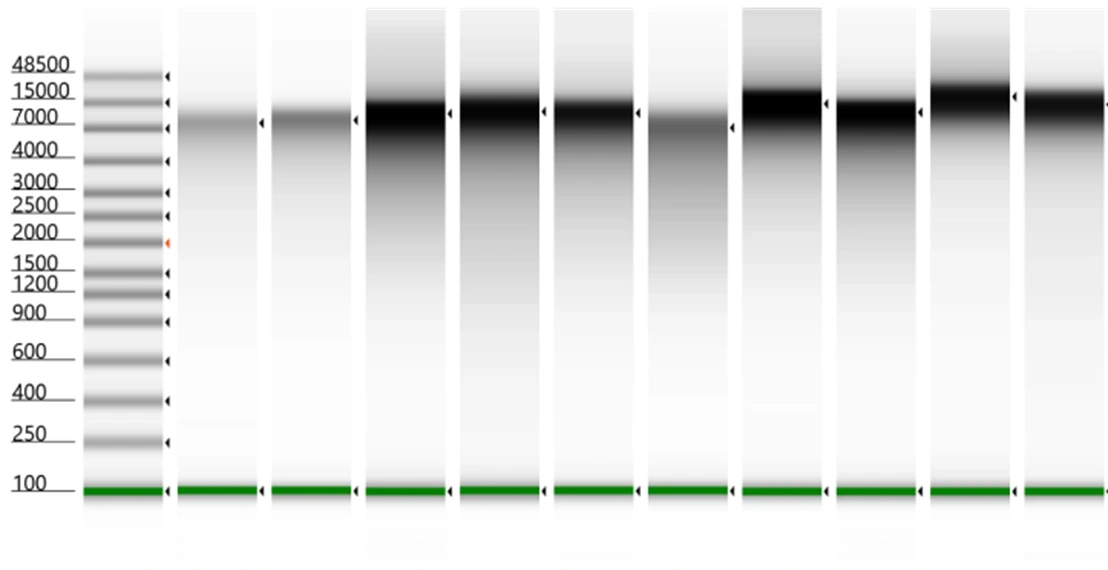 Chart displaying DNA fragment size distribution