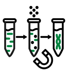 High Molecular Weight DNA Extraction