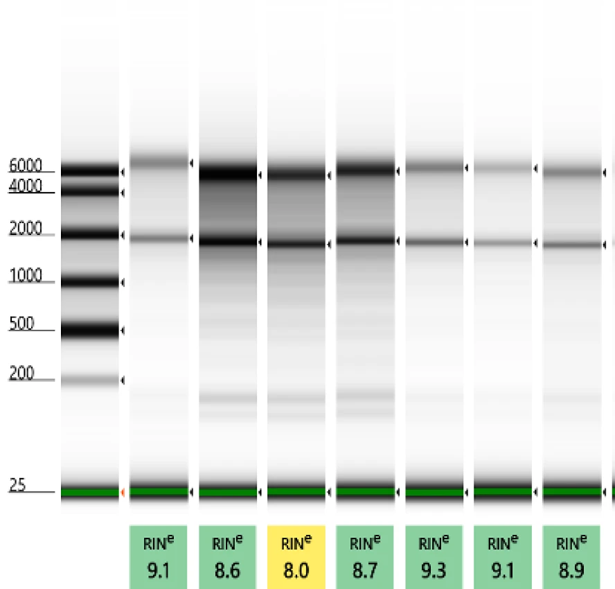 Chart displaying high quality RNA