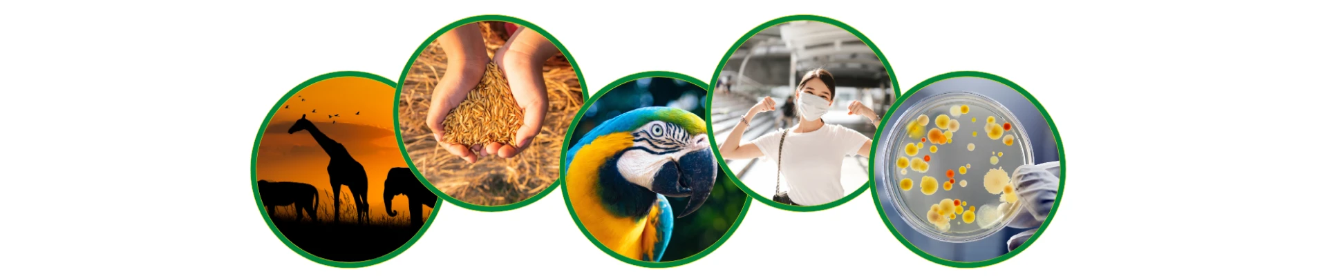 Five circular images representing various research fields: African wildlife, agricultural grains, a colorful parrot, a person in a face mask, and a petri dish with bacterial colonies.