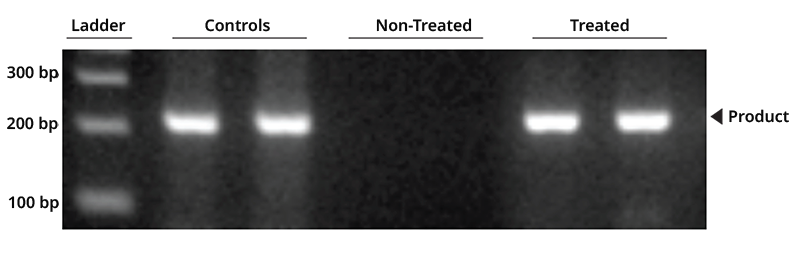 Result image of DNA samples treated with The OneStep™ Kit after PCR amplification, described in detail below.