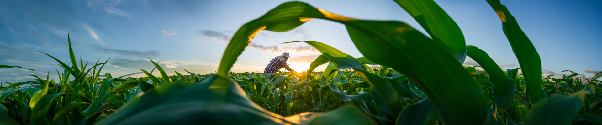 Banner image of a person farming in a maize field