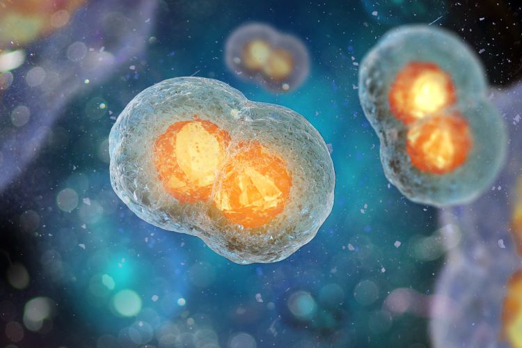 A digitally rendered illustration of cell division, showing two cells splitting with glowing orange nuclei in a microscopic view
