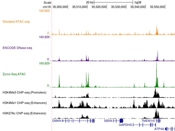 A genomic browser screenshot displaying signal tracks from different sequencing assays over a region on chromosome 19 (chr19) in the hg38 human genome assembly. The x-axis represents genomic coordinates from approximately 35,500,000 to 35,550,000 base pairs. The y-axis represents signal intensity for each assay. The top three tracks show accessibility data from 'Standard ATAC-seq' (orange), 'ENCODE DNase-seq' (purple), and 'Zymo-Seq ATAC' (green), with peaks indicating regions of open chromatin. Below these tracks, black signal tracks represent histone modification ChIP-seq data: 'H3K4Me3 ChIP-seq' (promoters), 'H3K4Me1 ChIP-seq' (enhancers), and 'H3K27Ac ChIP-seq' (enhancers). At the bottom, annotated gene structures including 'DMKN,' 'SBSN,' 'GAPDHS,' 'TMEM147,' and 'ATP4A' are shown, with exons marked as blue rectangles and connecting lines indicating introns.
