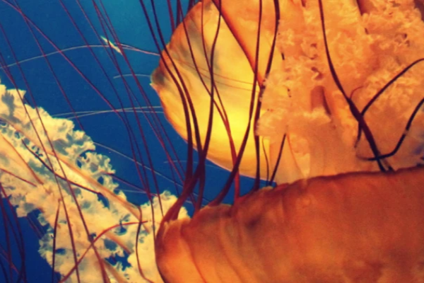 Close up of underwater creatures