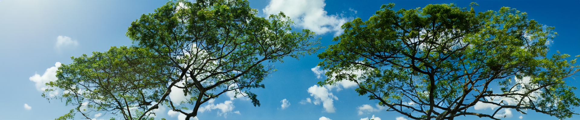 Trees with Cloud Background