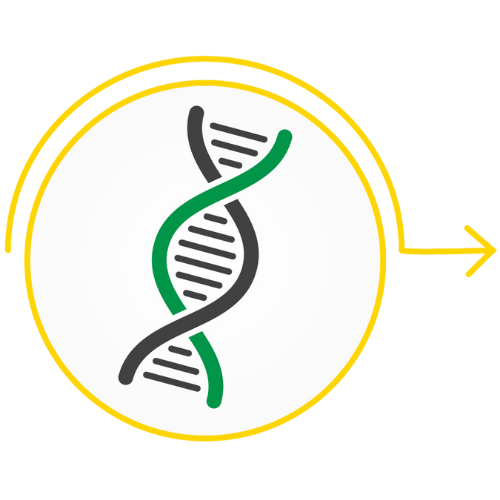 A strand of DNA in a circle with an arrow pointing to the next step