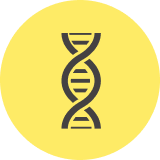 A strand of DNA icon