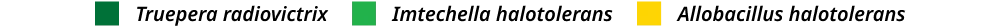 Legend for Figure 1. Dark Green represents Truepera radiovictrix, Light Green represents Imtechella halotolerans, and Yellow represents Allobacillus halotolerans