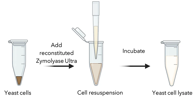 Diagram explaning the ease of use for Zymolyase Ultra