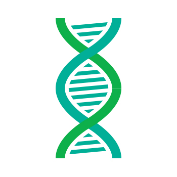 a portion of a DNA double helix in green